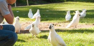 feeding-birds-grants-picnic-grounds
